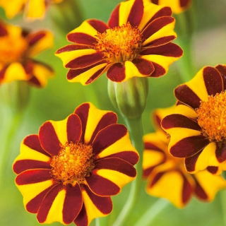 Tagetes patula - Mr Majestic - 105 semi - Tagetes patula L.