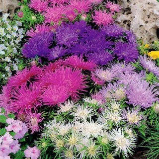 Cina kurcaci aster "Bintang Teisa" - 150 biji - Callistephus chinsensis Teisa Stars