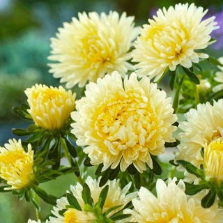 Callistephus chinensis - Xanthippe - geel - zaden