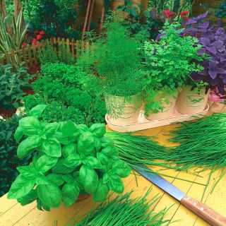 Basilico, prezzemolo, erba cipollina- 3 in 1 - seme-disco - Ocimum basilicum  - semi