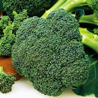 BIO - Broccoli - semi biologici certificati - 300 semi - Brassica oleracea convar. Botrytis