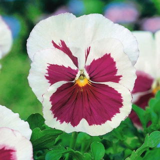 Tarhaorvokki - Valkoinen - Pinkki - 240 siemenet - Viola x wittrockiana