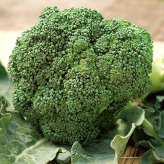Broccoli - Wiarus - 300 semi - Brassica oleracea L. var. italica Plenck