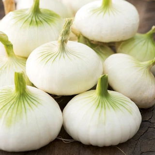 Vöröshagyma - Aviv - 1000 magok - Allium cepa L.
