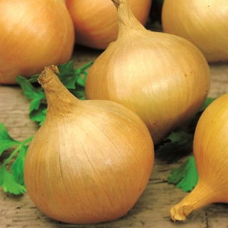 Cebolla - Majka - 500 semillas - Allium cepa L.