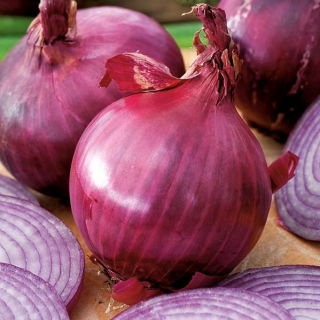 Cipolla - Red Baron - 450 semi - Allium cepa L.