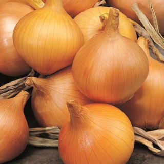 Soğan "Supra" - saman sarısı, orta çeşitlilikte - 1250 tohum - Allium cepa L. - tohumlar