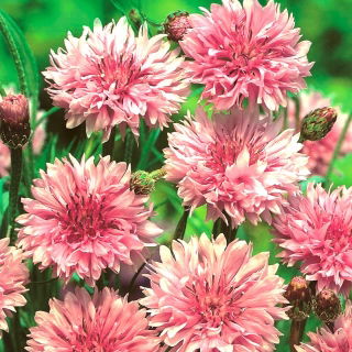 Cornflower, Bachelor's button "Classic Romantic" - 250 seeds