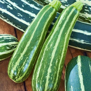 Tikvice "Striato d'Italia" - 10 sjemenki - Cucurbita pepo  - sjemenke
