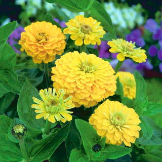 Dahlia-flowered common zinnia "Canary Bird" - 120 seeds