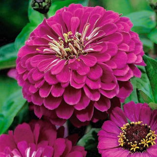 Zinnia elegans - Liliput Purple Gem - 81 semillas - violeta