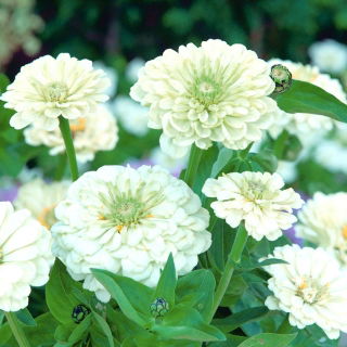 Ζιννία "Καθαρότητα" - λευκό - Zinnia elegans - σπόροι