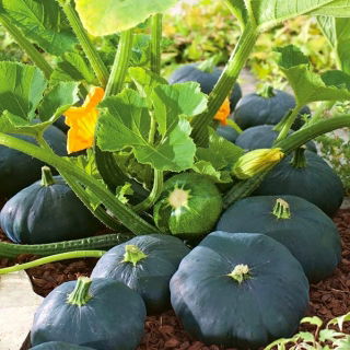 خال خال خال خال "Gagat" - 30 دانه - Cucurbita pepo