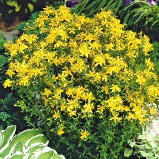 Hạt giống St. John's Wort - Hypericum perforatum - 1800 hạt