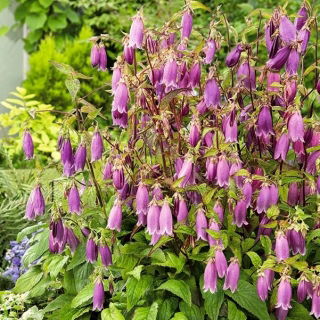Bellflower Cherry Bells semena - Campanula punctata - 1200 semen