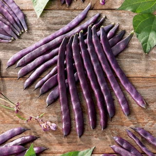 Böna - Blauhilde - Phaseolus vulgaris L. - frön