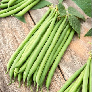 Bean "Esterka" - vỏ xanh, không dây, ngon - Phaseolus vulgaris L. - hạt