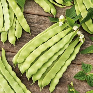 Böna - Mistica - Phaseolus vulgaris L. - frön