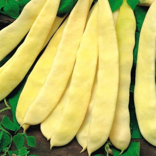 Fagiolo - Supernano Giallo - 25 semi - Phaseolus vulgaris L.