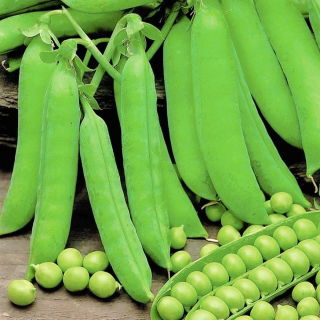 Markerbse "Primavil" – Niedrige, frühe Sorte -  