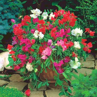 Home Garden - Sweet pea "Knee-Hi" - per coltivazione indoor e balcone - 60 semi - Lathyrus odoratus