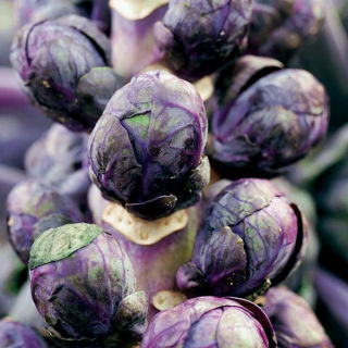 Purple Brussels Sprouts seeds - Brassica oleracea convar. oleracea var. gemmifera - 96 biji - Brassica oleracea var. gemmifera