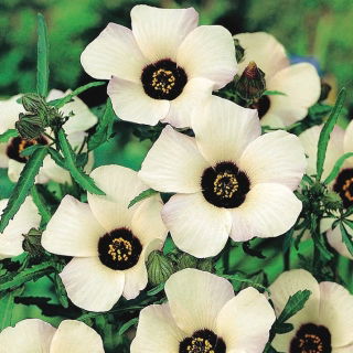 Ajannäyttäjä - 220 siemenet - Hibiscus trionum