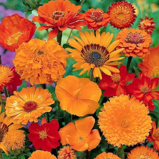 Orange Pflanzen gemischte Samen