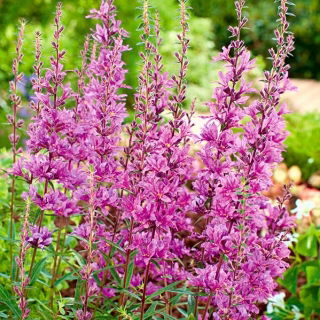 Lilla loosestrife, spiked loosestrife, lilla lythrum - 6900 frø - 