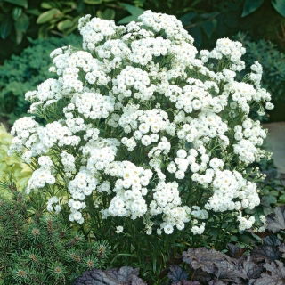 Millefoglio palustre - 470 semi - Achillea ptarmica