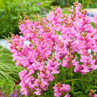 Boca de dragón - Atos - rosa - Antirrhinum majus nanum - semillas