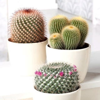 Vortekaktus - mix - 50 frø - Mammillaria