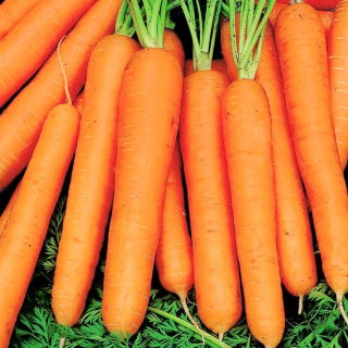 Carote - Jagna - semi pellettati - Daucus carota ssp. sativus 