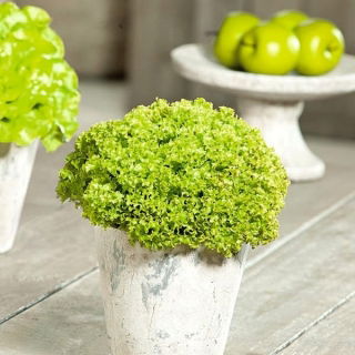 Lechuga verde -  Lactuca sativa var. Foliosa - semillas