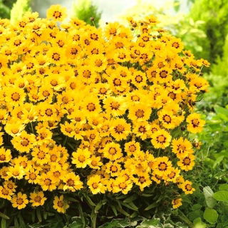 Plains coreopsis "Golden Dwarf"; tuin tickseed, gouden tickseed, calliopsis - 