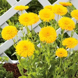 Pot marigold "Santana"; berkerumun, marigold umum, marigold Scotch - Calendula officinalis - biji