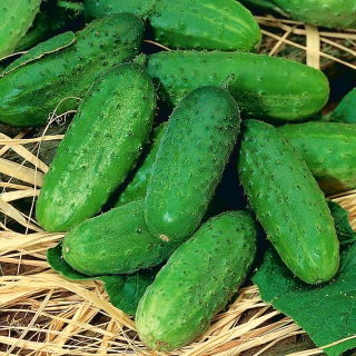 Timun "Aladyn F1" - bidang, pelbagai penjerukan - 110 biji - Cucumis sativus - benih
