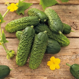 Krastavac "Bravo" - za uzgoj pod pokrivačima - sjemenke premium sorte za svakoga - 20 sjemenki - Cucumis sativus