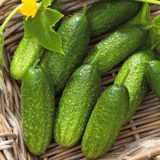 Огурец посевно́й - Marcel F1 - 225 семена - Cucumis sativus