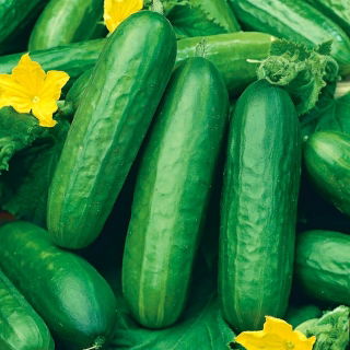 Cucumber "Hamilton" - for under cover cultivation - premium seed varieties for everone - 10 seeds