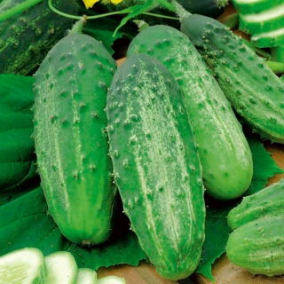 Timun "Julian" - pelbagai acar - TAPE SEED - 