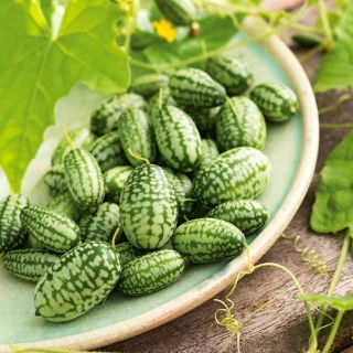 Gherkin mexican acru, Cucamelon, pepene galben - 9 semințe - Melotria scabra