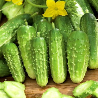 Polia, morenie uhorky "Rodos" - 225 semien - Cucumis sativus - semená
