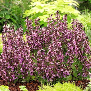 Wall Germander seeds - Teucrium chamaedrys - 70 seeds