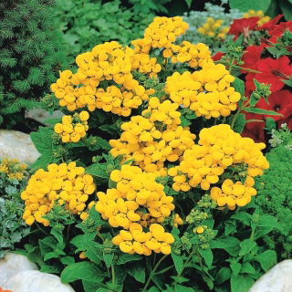 Zapatilla Semillas Flor - Calceolaria Mexicana