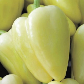 Paprikát - Bianca F1 - 7 magok - Capsicum L.