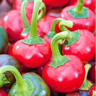 Paprika – Coral - 24 zaden - Capsicum L.