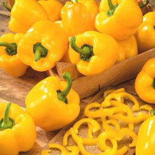 Semená sladkej papriky Marta Polka - Capsicum annuum - 80 semien - Capsicum L.