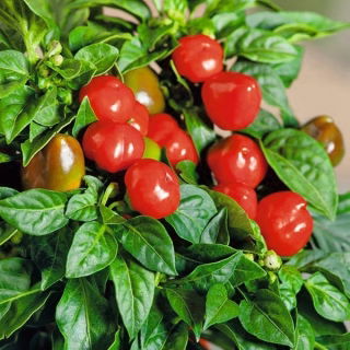 Spanskpeppar - Peppino F1 - 10 frön - Capsicum L.