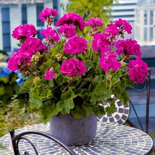 Pelargonium - violeta - 6 semillas - Pelargonium L'Hér.